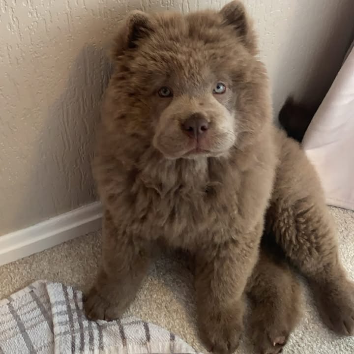 Nala (1)