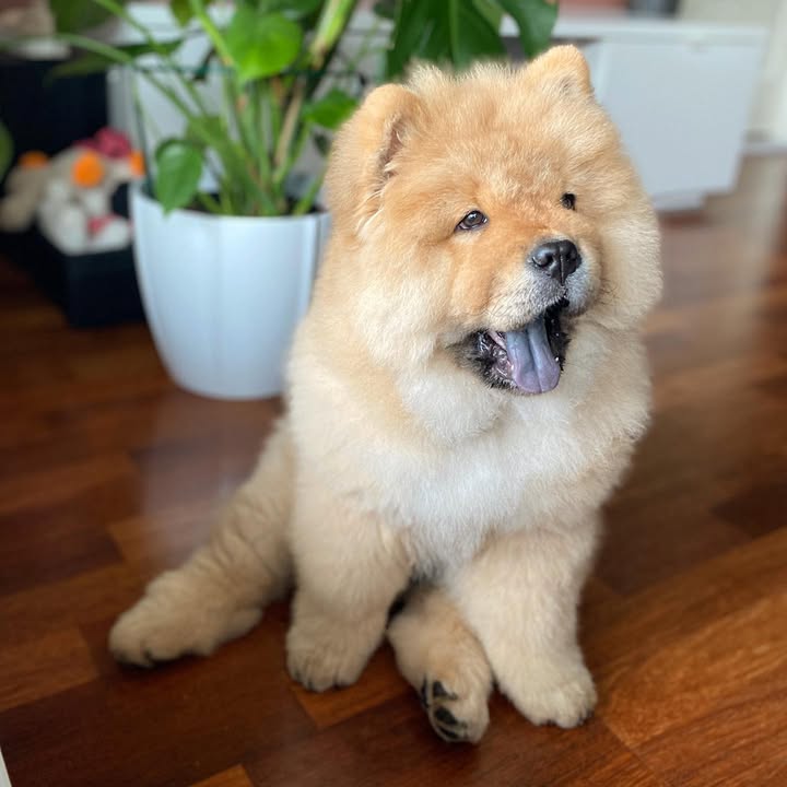 Simba (1)
